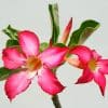 Red/Pink Adenium (Desert Rose) Plants