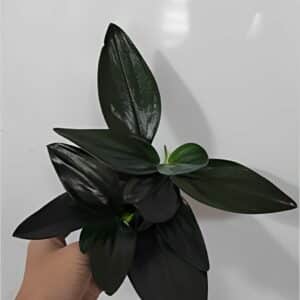 Scindapsus treubii dark form for sale