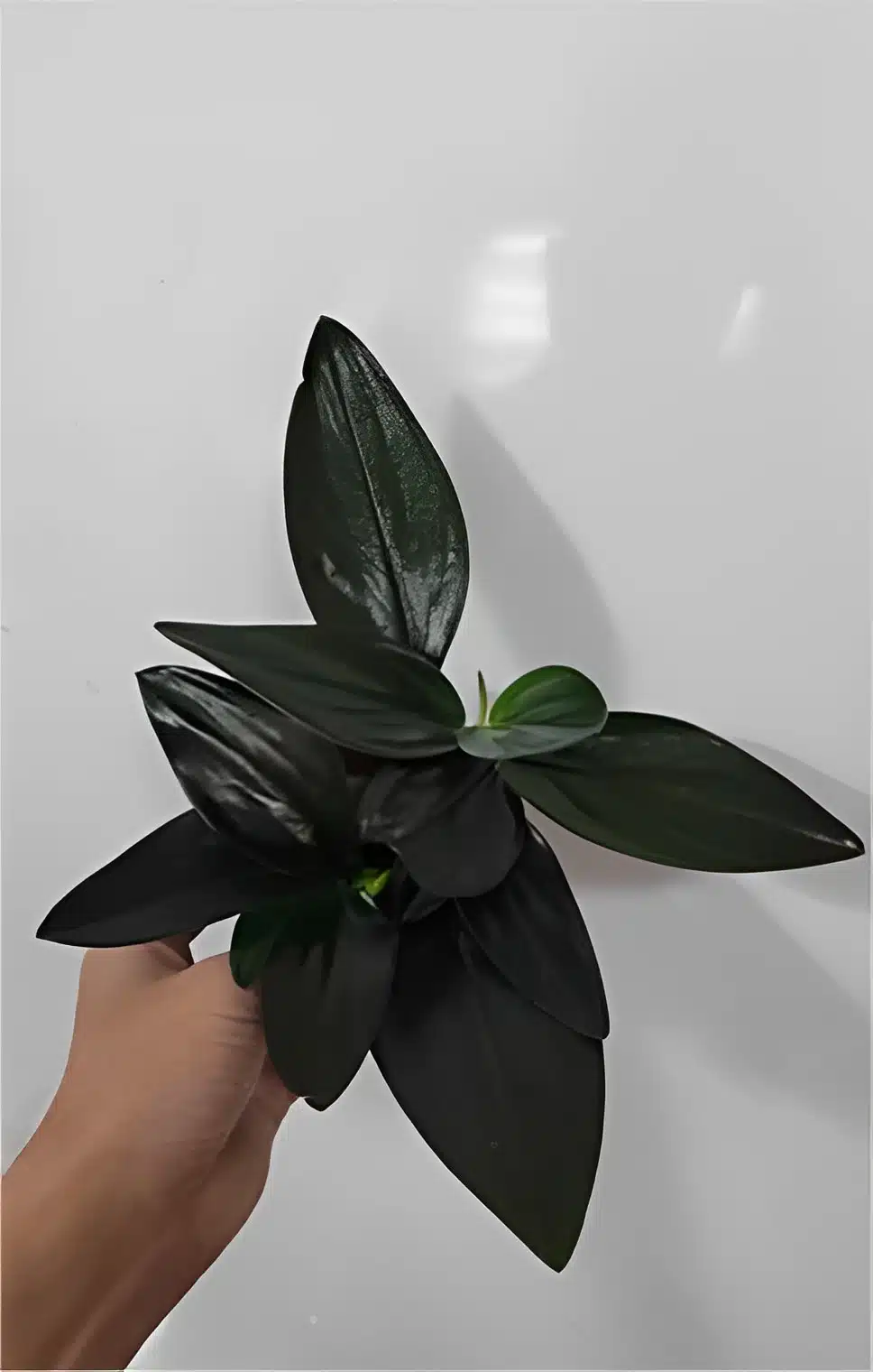 Scindapsus treubii dark form for sale