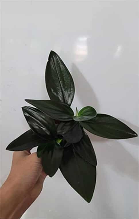 5 plant scindapsus treubii dark form