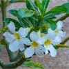 White Adenium (Desert Rose) Plants
