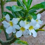 Adenium (Desert Rose) white flowers