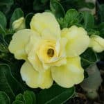 Yellow Adenium (Desert Rose) Plants
