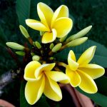 Buy yellow Plumeria (Frangipani)