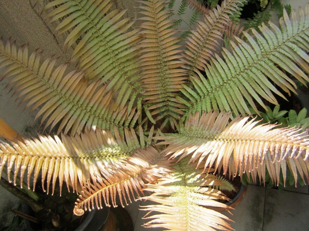 Brainea insignis - Tropics @Home