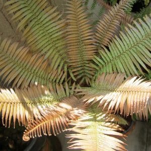 Brainea insignis fern tree for sale