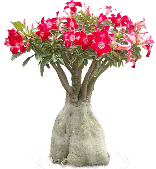 Caudiciform plants online shop