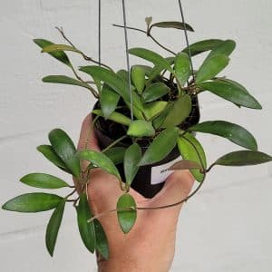 Hoya anncajanoae for sale