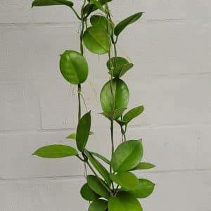 Hoya australis large lant for sale