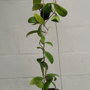 Hoya bhutanica large plant for sale