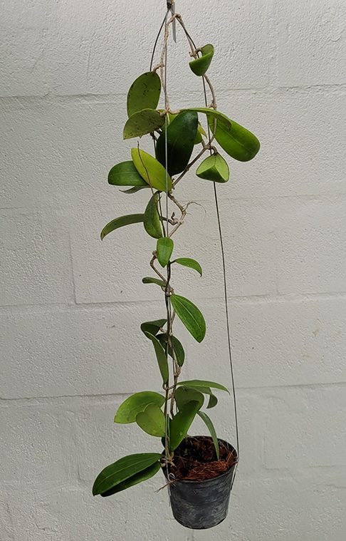 Hoya bhutanica large plant for sale