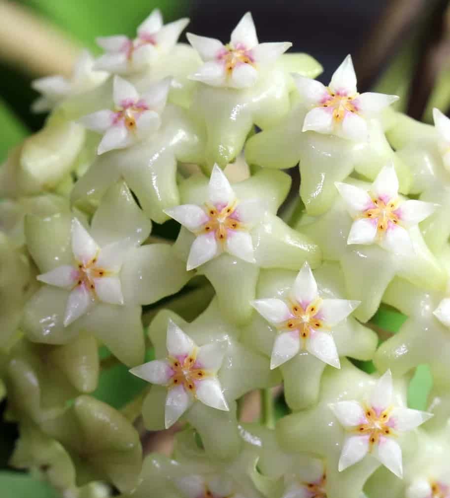 Hoya bhutanica flowers