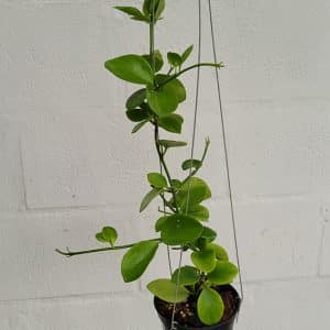 Hoya biakensis large plant for sale