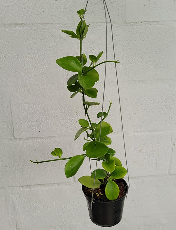 Hoya biakensis large plant for sale