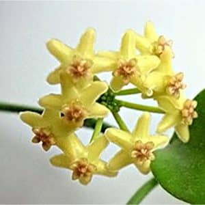 Hoya biakensis flowers