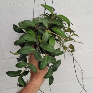 Hoya burtoniae large plant for sale