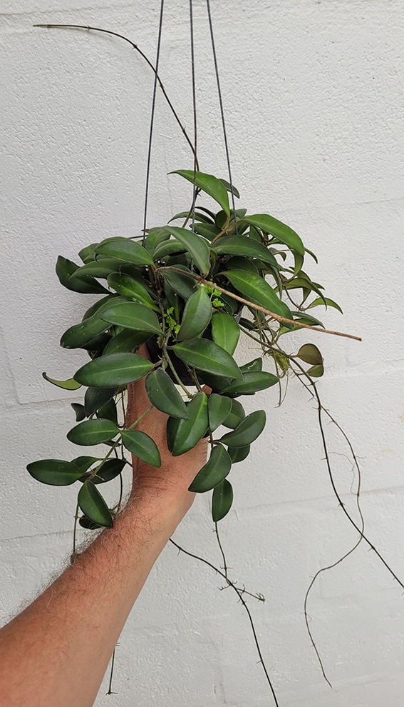 Hoya burtoniae large plant for sale