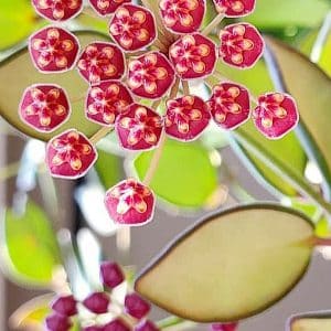 Hoya burtoniae flowering