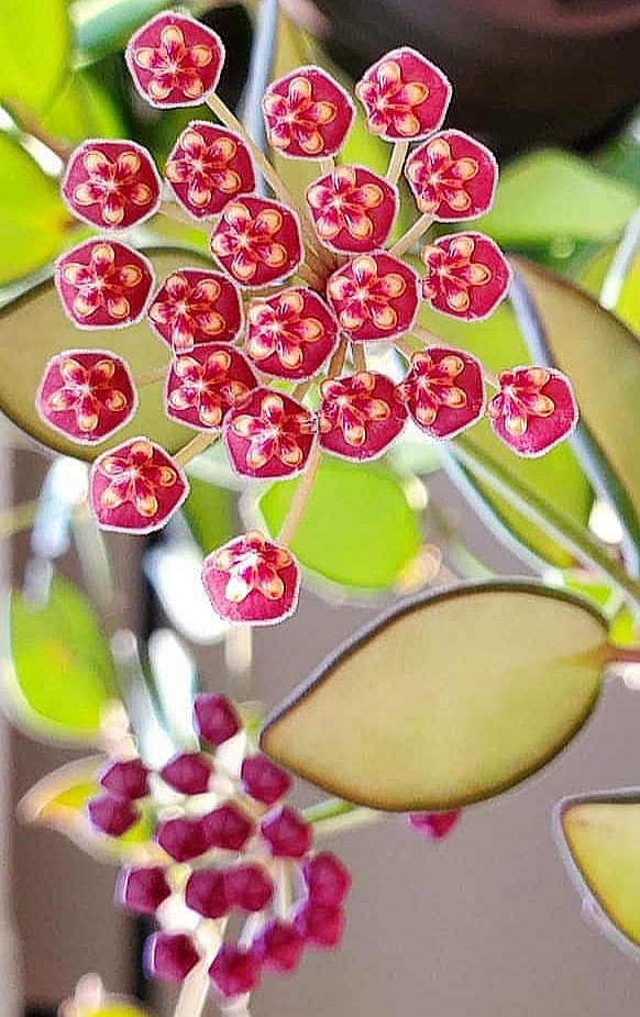 Hoya burtoniae flowering