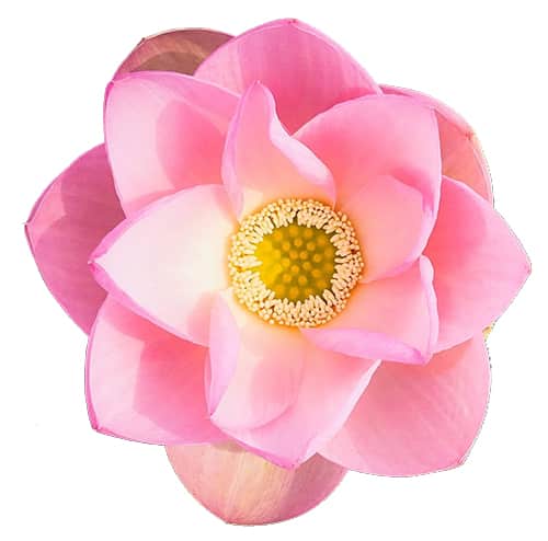 Lotus (Nelumbo nucifera) buy online