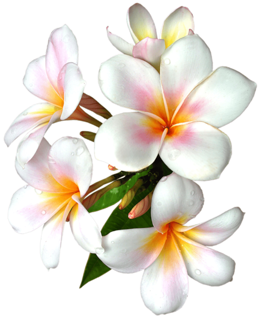 Plumeria (Frangipani) rooted, grafted plants