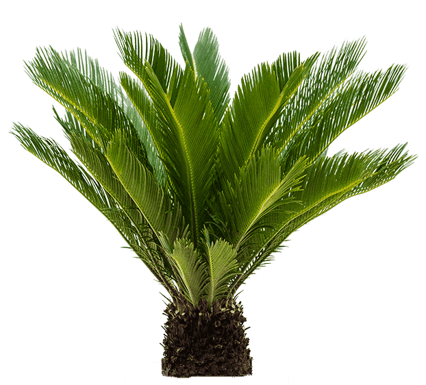 Buy Cycas plants online