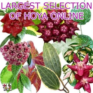 Hoya wholesale