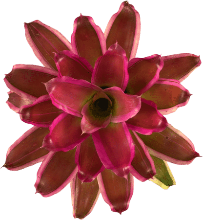 Bromeliads plants online shop