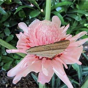 Etlingera elatior 'Soft Pink' torch ginger rhizomes for sale