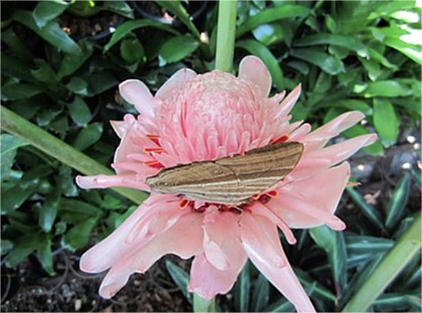 Etlingera elatior 'Soft Pink' torch ginger rhizomes for sale