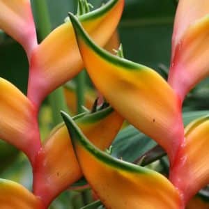 Heliconia bihai 'Lobster Claw Two' rhizomes for sale