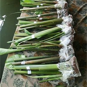 Heliconia rhizomes for sale