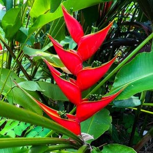 Heliconia bihai 'Lobster Claw One'
