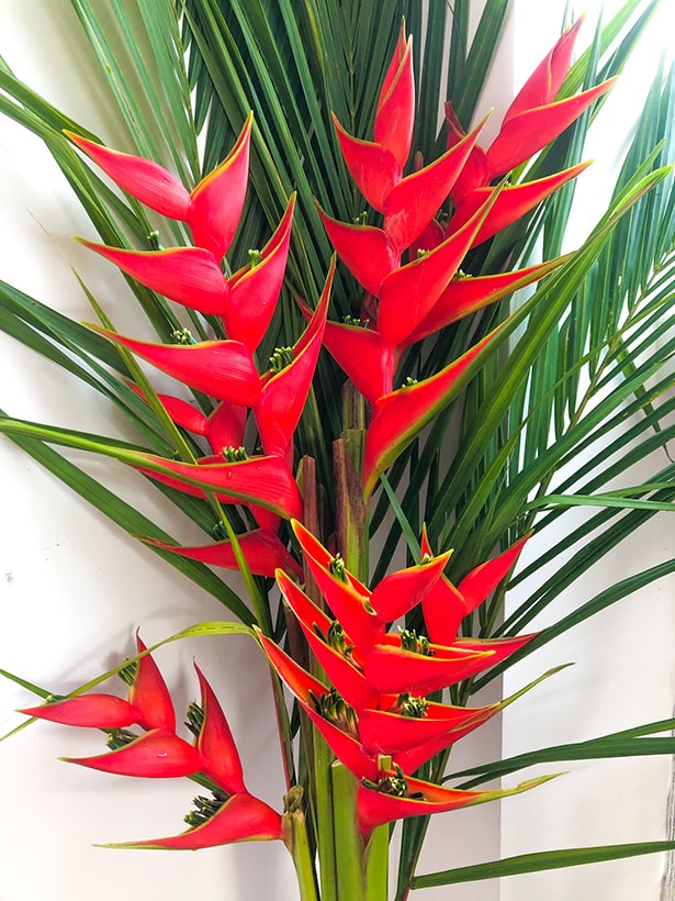 Heliconia bihai 'Lobster Claw One'
