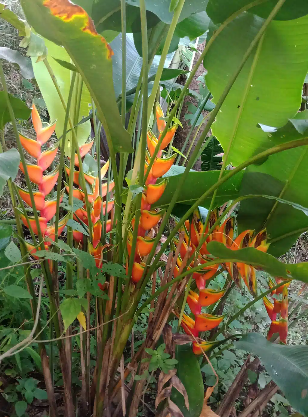 Heliconia Bihai 'Lobster Claw Two' for sale