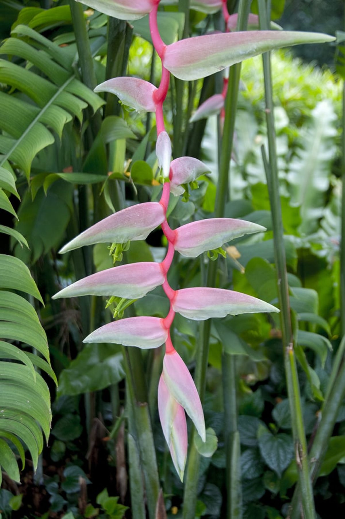 *UNCLE CHAN* 1 Live Heliconia rhizome variegated beautiful leaves my garden 