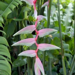 Heliconia chartacea 'Sexy Pink' rhizomes for sale