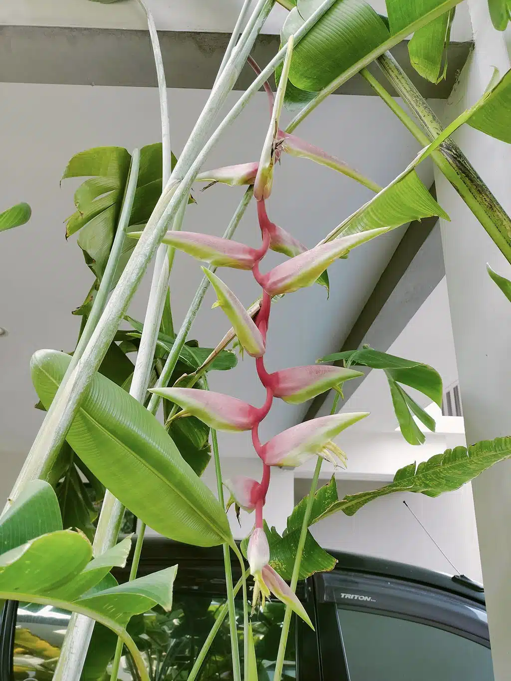 Buy Heliconia chartacea 'Sexy Pink' online