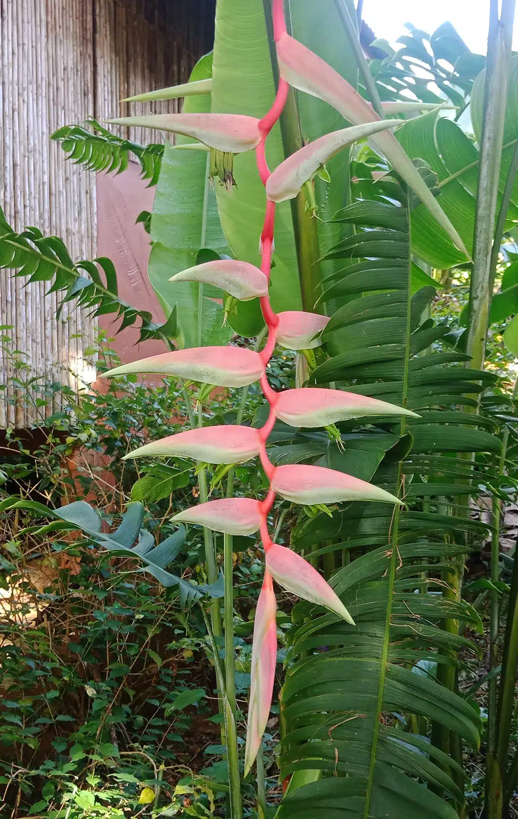 Buy Heliconia chartacea 'Sexy Pink' rhizomes online