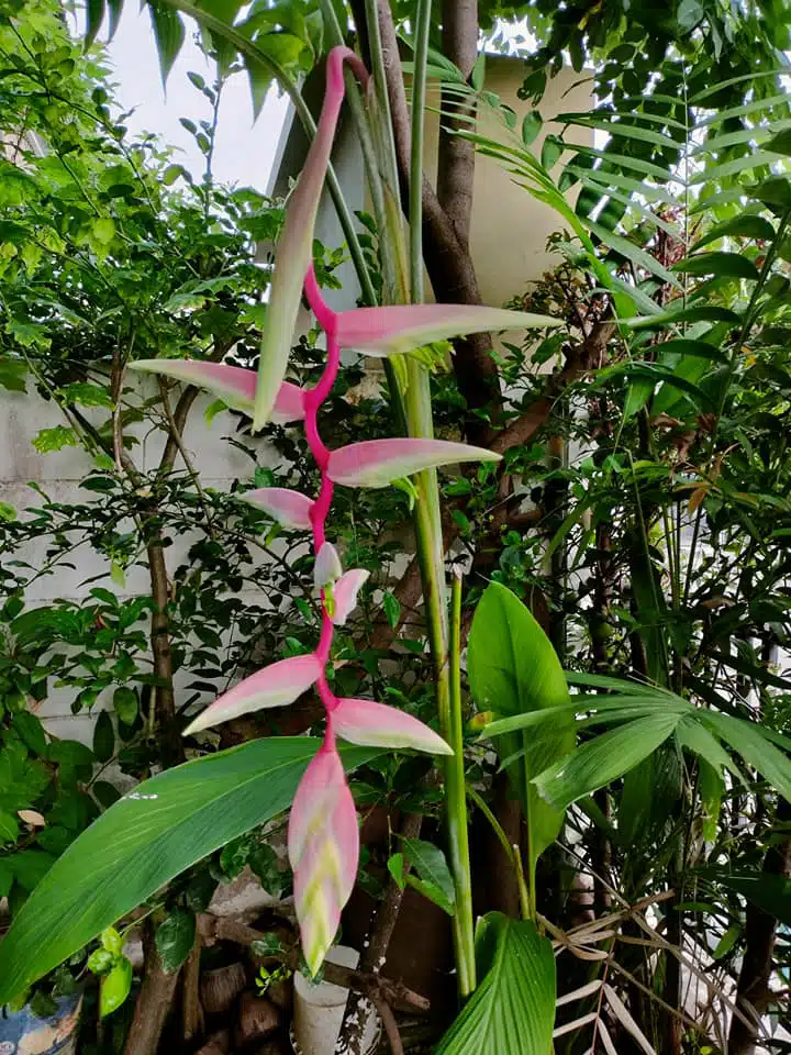 Heliconia chartacea 'Sexy Pink' for sale