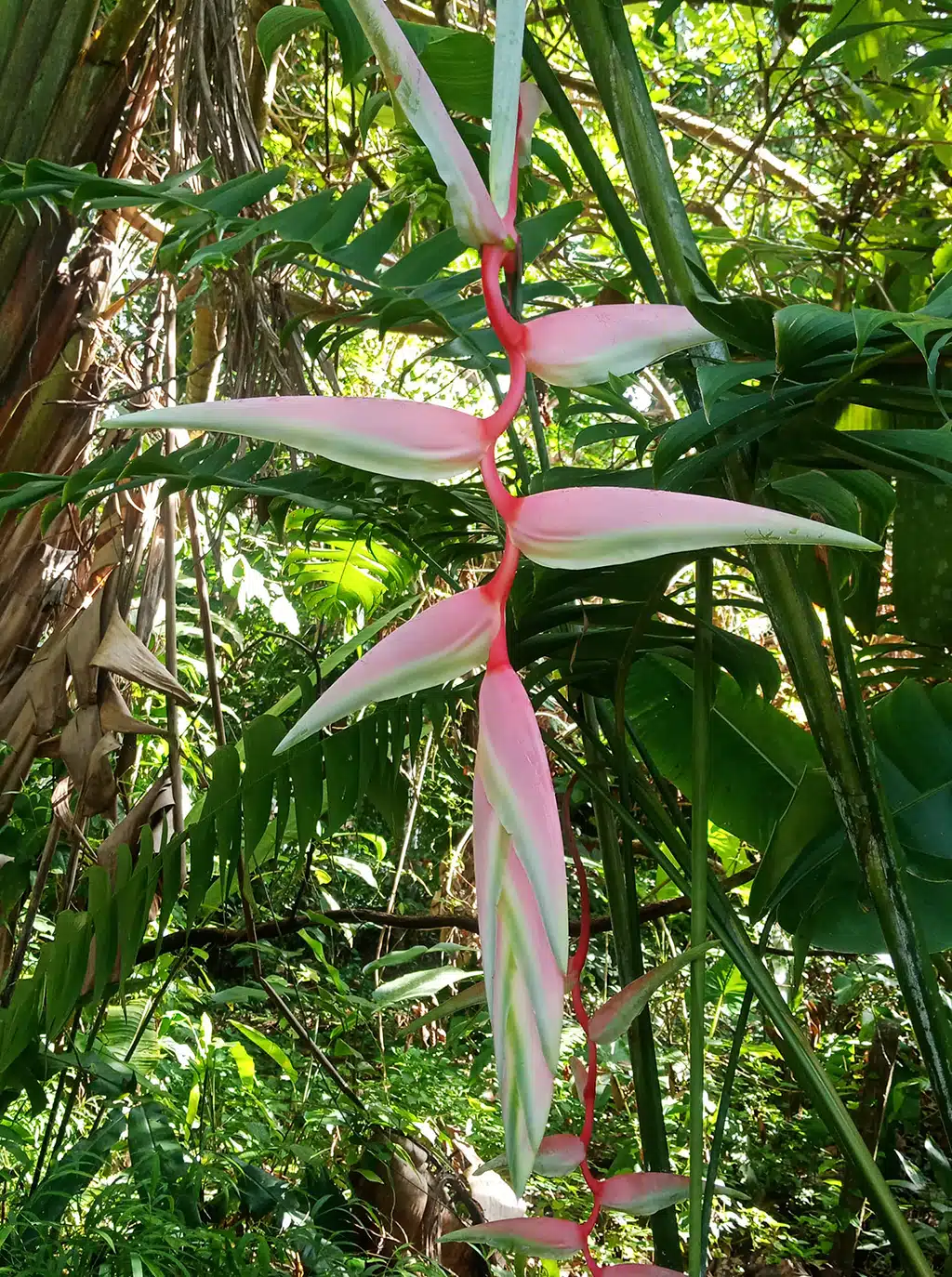 Heliconia chartacea 'Sexy Pink' in natural habitat