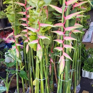 Heliconia chartacea 'Sexy pink' rhizomes for sale