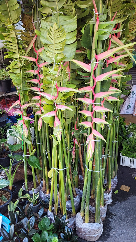 Heliconia chartacea 'Sexy pink' rhizomes for sale