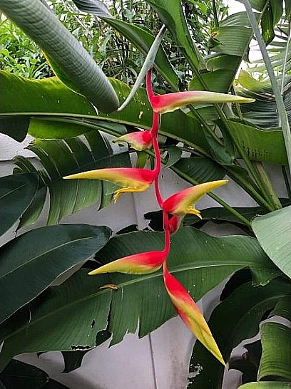 Heliconia chartacea ‘Temptress’ for sale