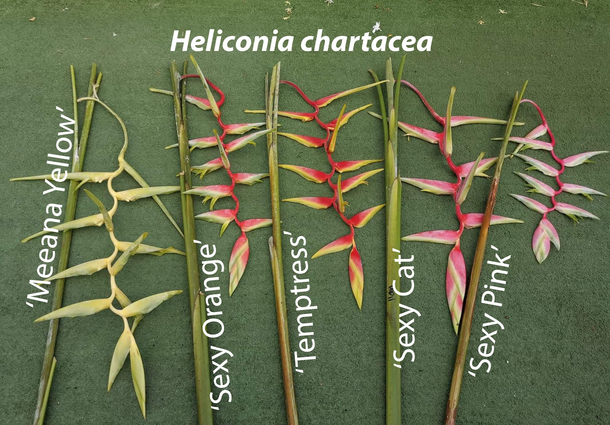 Heliconia chartacea cultivars for sale
