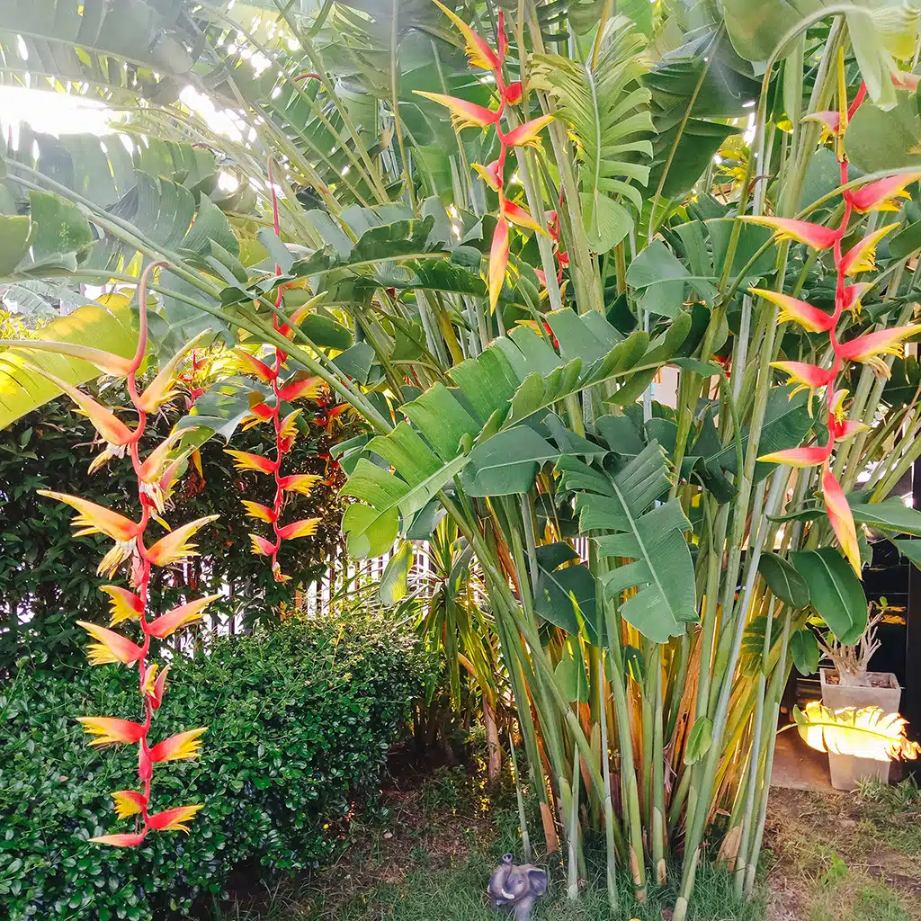 Clumping Heliconia chartacea 'Temptress'