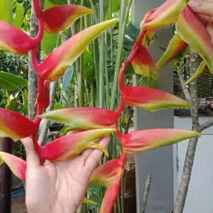 Heliconia chartacea 'Temptress' for sale
