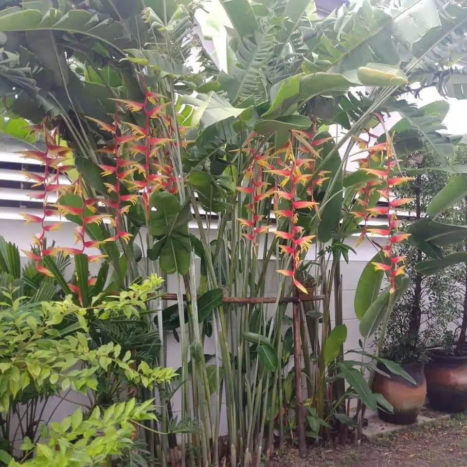 Live fence of Heliconia chartacea 'Temptress'