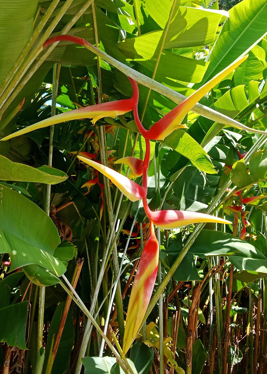 Heliconia chartacea 'Temptress' online store rhizomes