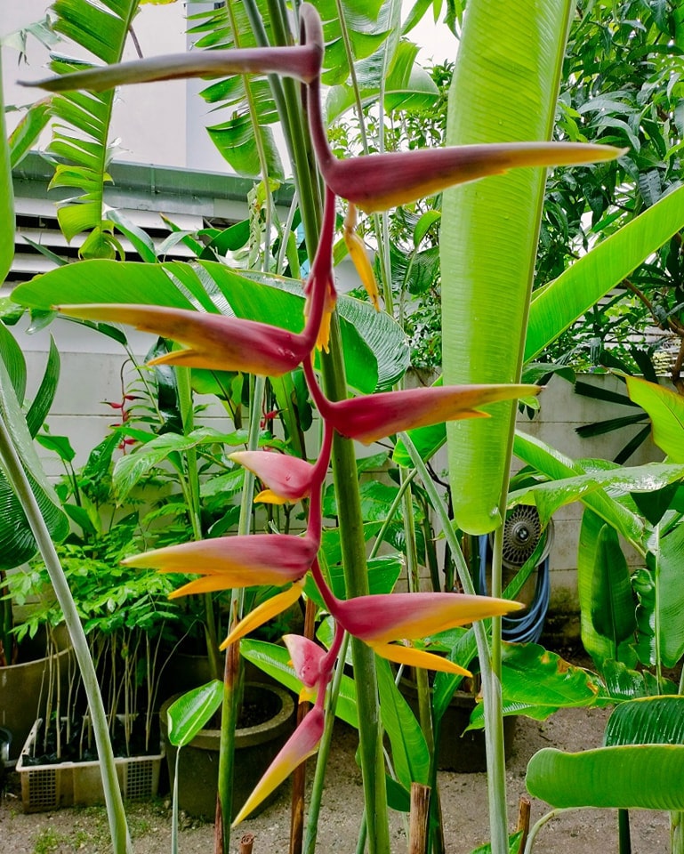 Heliconia chartacea 'Temptress' online store